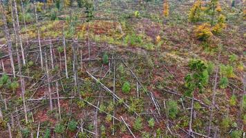 avskogning topp se. död- träd i de skog. de problem av avskogning video