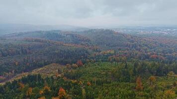 fuco volo al di sopra di autunno foresta. colorato foresta a partire dal sopra. foresta con rosso e giallo alberi, superiore Visualizza. superiore Visualizza di autunno alberi contro il sfondo di il foresta. video