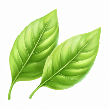 Due fresco verde basilico le foglie sovrapposizione con liscio struttura e vivace colore, isolato su trasparente sfondo. png