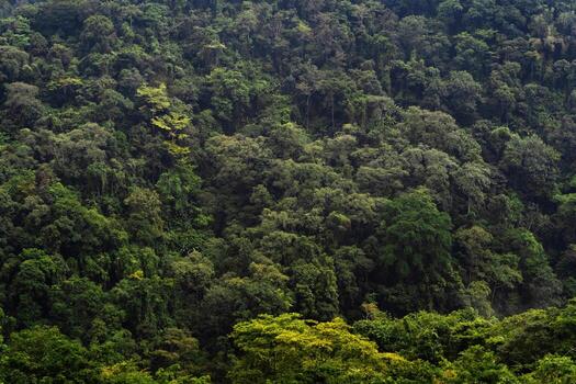Dark tropical forest slope displays complex layers green foliage texture photo