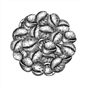 Hand drawn macadamia nut pile line ink illustration. Unpeeled nuts round composition in realistic style. Top view. Etching drawing of fresh organic healthy superfood for menu design vector