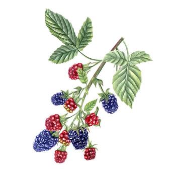 Many blackberries on branch with leaves. Ripe and unripe berries. Forest and garden Dewberry. Red and navy bramble. Watercolor botanical illustration for package, cookbook. vector