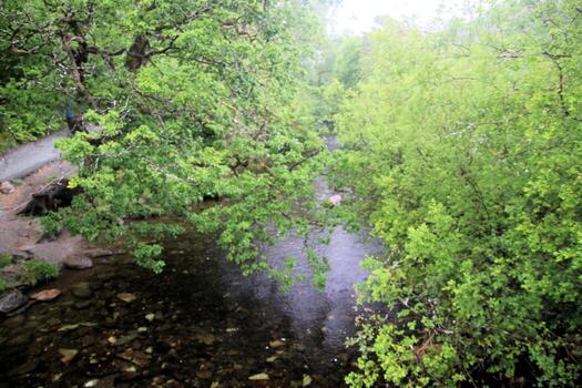 A river running through a forest with trees and rocks photo