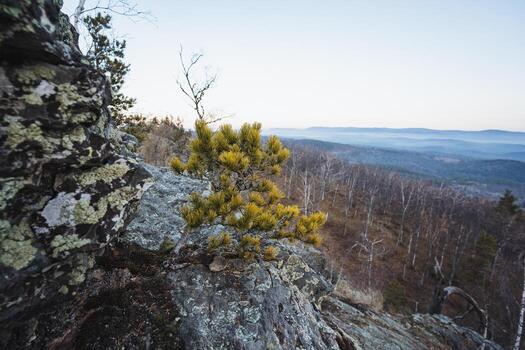 Dwarf pine and lichen clinging to granite closeup with soft light, intricate textures of bark, moss, and stone create intimate natural study, mood of persistence and delicate ecology photo