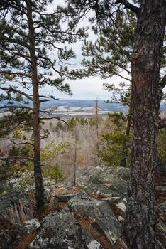 Pine trunks framing distant valley and patchwork fields, foreground rocks and branches create natural window to rural panorama, contemplative vista with layered depth for editorial use photo