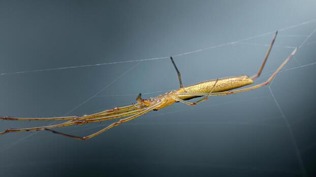 Macro shot of a long-bodied cellar spider in its web against a blurred background photo