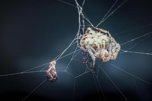 Macro shot of a spider in its web against a dark background photo