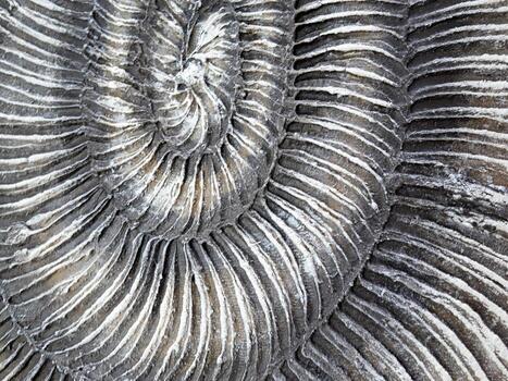 Fossilized Shell Structure Exhibiting Intricate and Beautiful Patterns Found in Nature photo