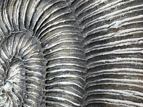 Exploring the Intricate and Beautiful Spiral Patterns Found in Natural Fossilized Textures photo