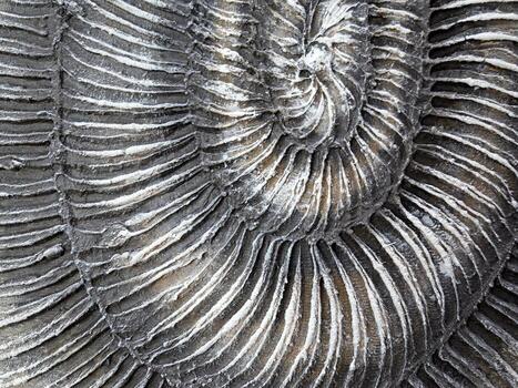 Closeup view of a beautifully fossilized ammonite with intricate, mesmerizing patterns photo