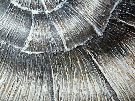 explorador el intrincado y hermosa detalles de un fosilizado nautilo cáscara muestra foto