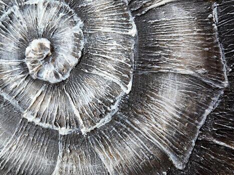 A Detailed Macro Photograph of an Intricate Spiral Shell Showcasing Textured Patterns photo