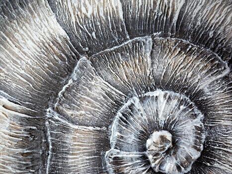 Closeup of an intricate and beautifully designed spiral fossil shell, showing its unique textures photo