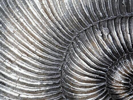 CloseUp View of a Beautiful Spiral Shell Featuring Intricate and Unique Patterns photo