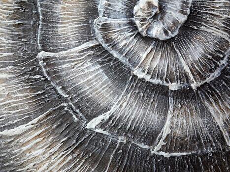 A CloseUp View of a Fossilized Shell Texture Showcasing Intricate Natural Patterns photo