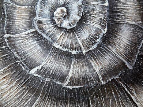 A closeup view of a spiraled snail shell showcasing its intricate design and smooth texture photo