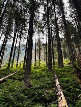 Dense pine forest in Zakopane Poland with tall trees and lush green undergrowth photo