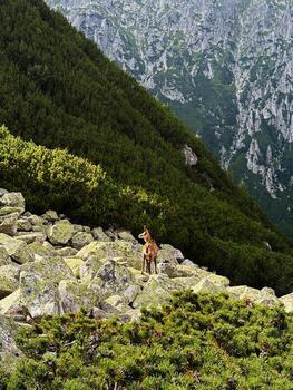 Mountain goat on rocky ridge in Zakopane Poland with green slopes and towering cliffs photo
