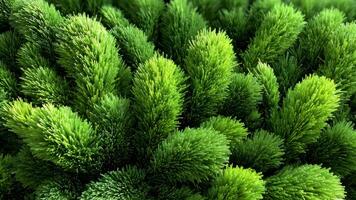 stänga upp se av vibrerande grön gran träd grenar skapande en tät och texturerad mönster yta video