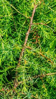 juniper branches with a visible texture photo