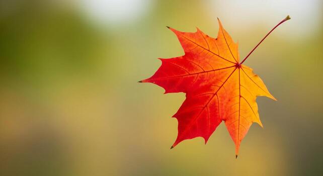 A Single Autumn Maple Leaf on a Soft, Blurred Background, Minimalist Nature Concept with a Vibrant Red and Orange Leaf, Floating Autumn Leaf with Copy Space photo