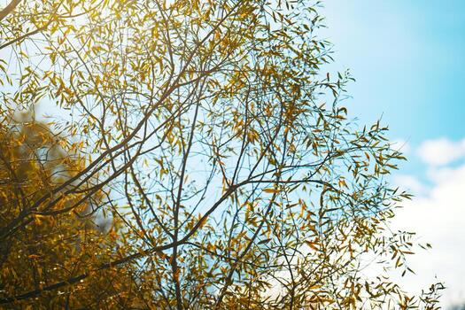 Autumn tree with orange leaves that are yellow and brown photo