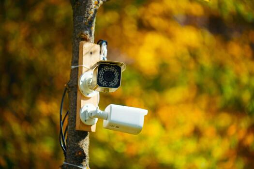 A camera is mounted on a tree branch photo
