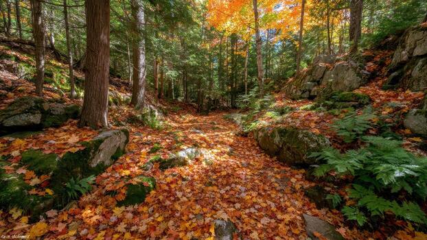 Forest path covered in vibrant orange autumn maple leaves surrounded by green moss and ferns photo