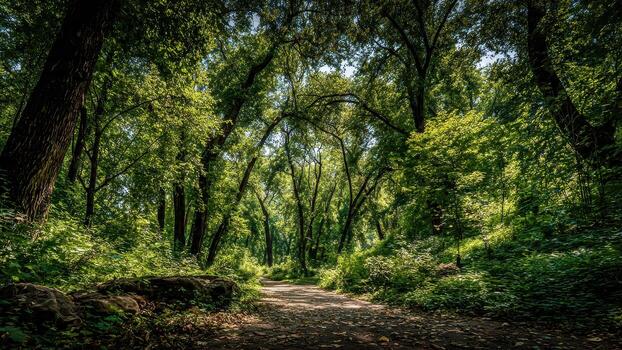 Sunlit forest path winds through dense green trees and lush undergrowth on a bright day photo