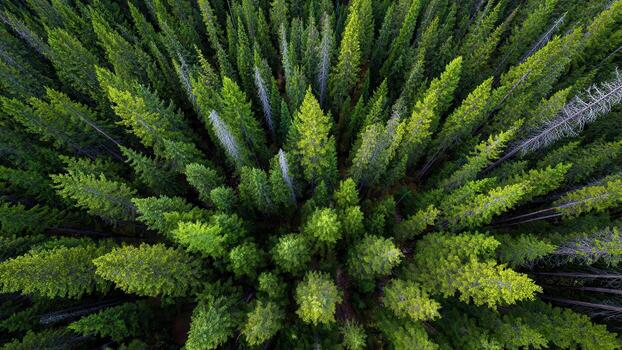 Aerial view of dense evergreen forest canopy showing varied shades of green conifers photo