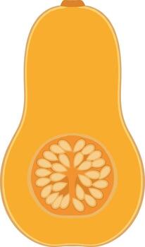 Simple Flat Illustration of Butternut Squash Cut Open with Seeds vector