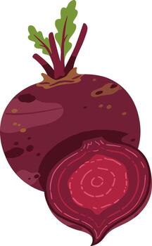Flat Design Beetroot Illustration with Slice Isolated on White Background vector