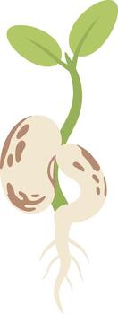 Simple Flat Illustration Sprouted Bean with Root and Leaves Farming Element vector