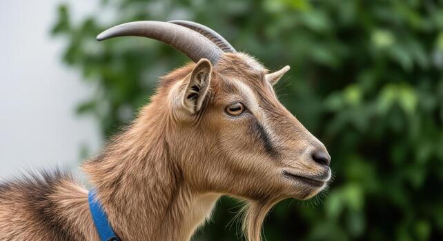 3d realistic brown goat head profile view photo