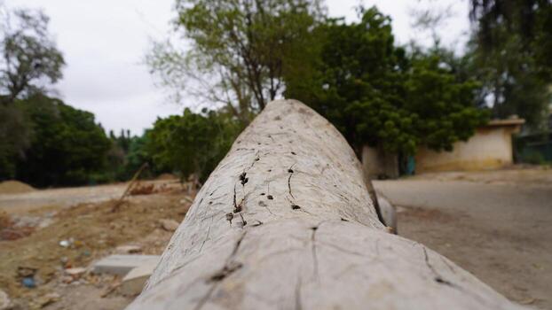Weathered log with trees and house in background photo