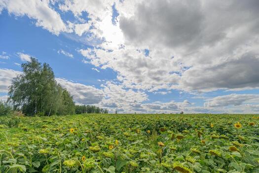 A Vibrant Field Spreading Under an Expansive Sky Overflowing with Beautiful Cloudy Patterns photo