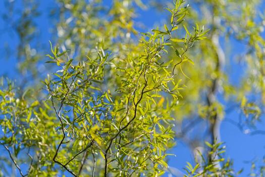 Lush green leaves beautifully contrasting against a clear azure blue sky during summer days photo