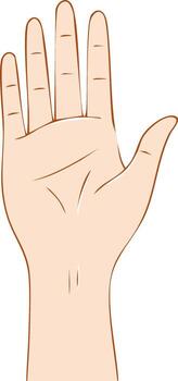 Illustration of an open hand with fingers extended showing palm and wrist area vector
