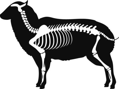 Sheep Silhouette with Visible Internal Skeleton and Bones vector