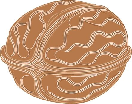 Artistic brown walnut shell illustration featuring elegant curved line patterns vector