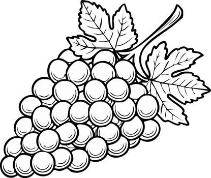 Black and White Grape Cluster Drawing Featuring Vine Leaves and Round Berries for Botanical Illustrations vector
