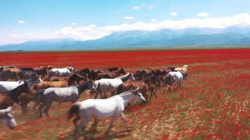 cavalli in esecuzione nel rosso papavero campo con montagne nel sfondo video