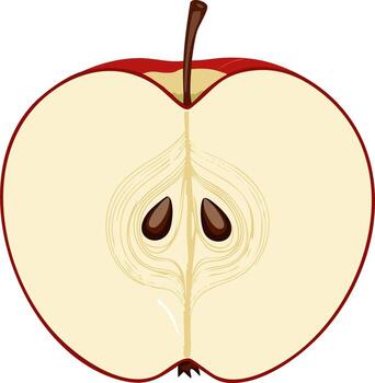 Fresh Red Apple Cut in Half Showing Seeds and Core vector