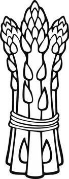 Line art drawing of a bunch of fresh green asparagus tied with string vector