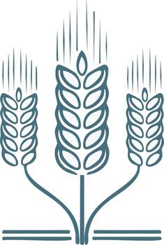 Stylized wheat illustration with three stalks and simple design vector