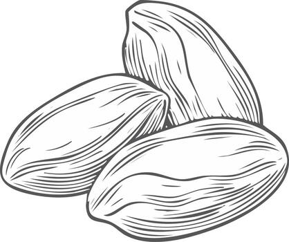 Illustration of Three Almonds in a Close Grouping with Intricate Etched Details and Texture vector