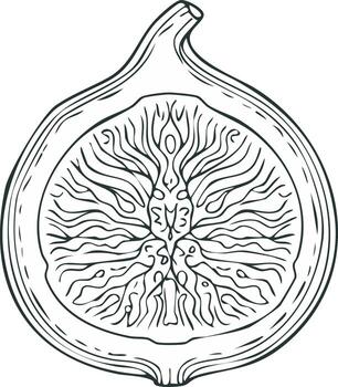 Hand-drawn fig illustration displaying the intricate interior with textured lines and unique patterns creating an artistic representation vector