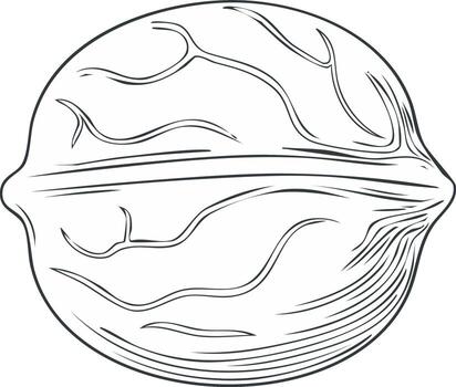 Hand drawn sketch of a single whole walnut with detailed shell texture, monochrome line art illustration vector