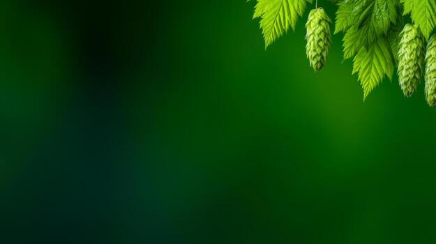 Close Up Of Green Leaves And Budding Cones Against A Soft Blurred Green Background photo