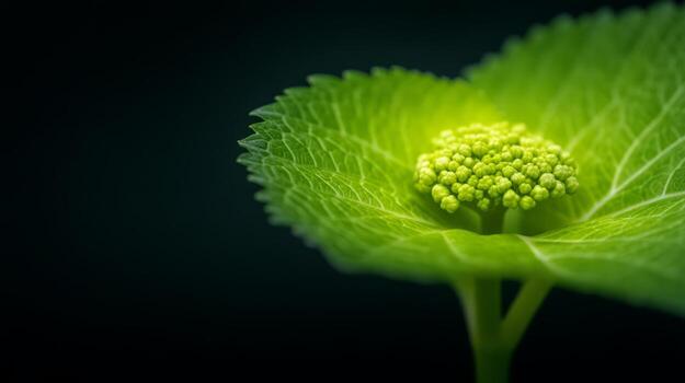 Close-Up Of Vibrant Green Leaf With Detailed Texture And Intricate Buds On Dark Background photo